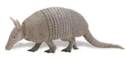 Gordeldier Armadillo XXL S262829