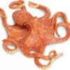 Giant Pacific Octopus S267229