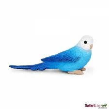 Blue Budgie S 150629