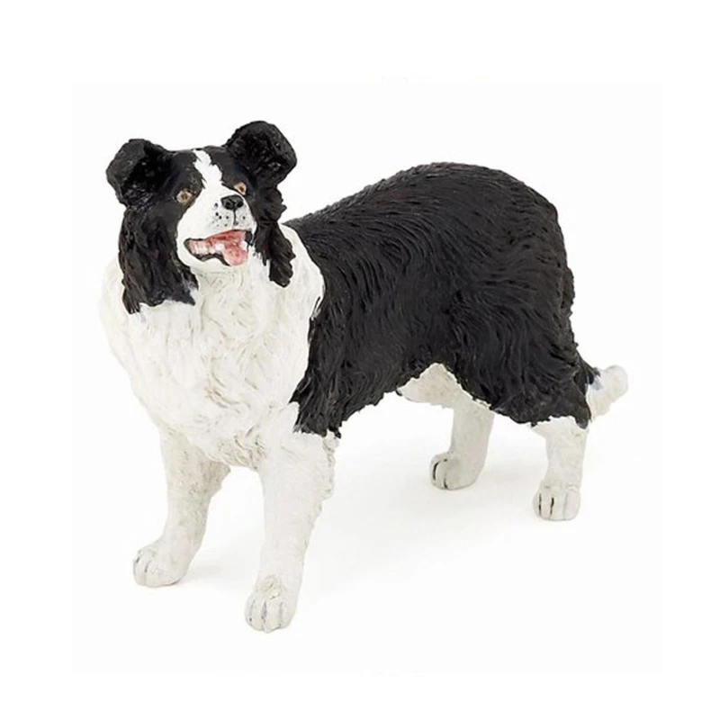 Border Collie Papo 54008 1 Border Collie Papo 54008
