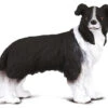 Border Collie CollectA 88010