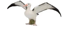 Albatros CollectA 88765