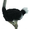 Struisvogel CollectA 88459