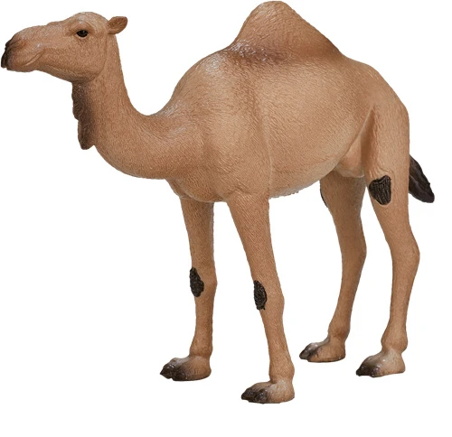 Dromedaris Mojo 387113 1 Dromedaris Mojo 387113