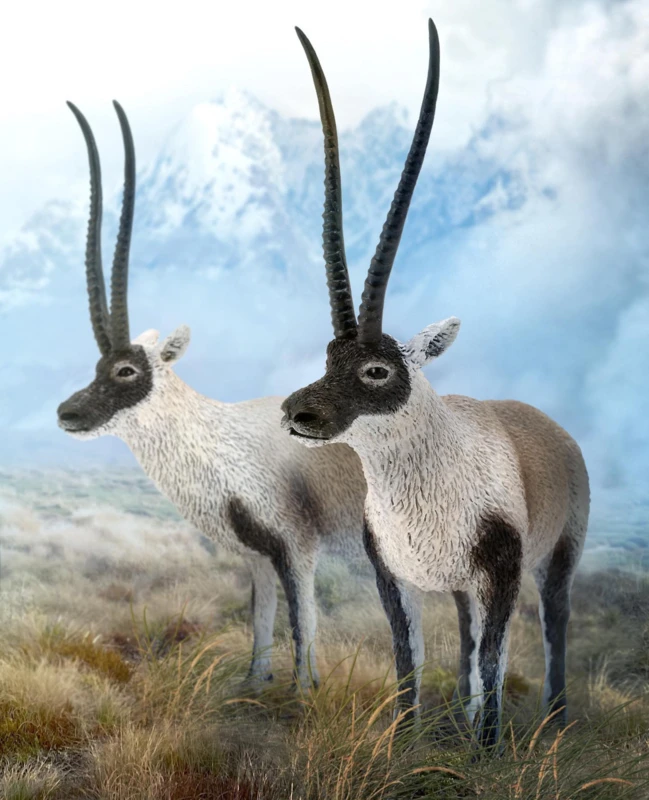 Chiru (Tibetantilope) CollectA 88721 2 Chiru (Tibetantilope) CollectA 88721 - Afbeelding 2