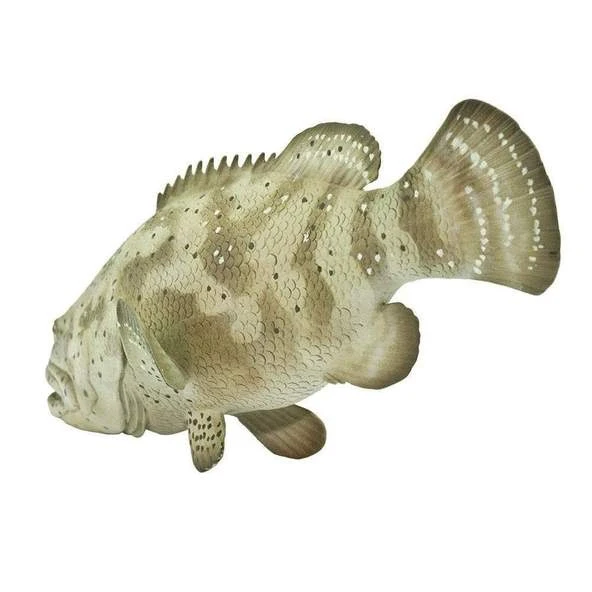 Goliath Grouper S265329 2 Goliath Grouper S265329 - Afbeelding 2