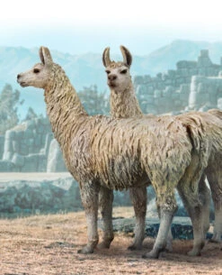 Lama Llama CollectA 88991 2023 -Kinderspeelgoedwinkel c53d46c07e8373af83eaff5a3cae4f3595b07891