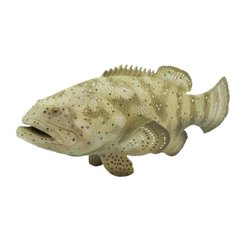 Goliath Grouper S265329 3 Goliath Grouper S265329 - Afbeelding 3