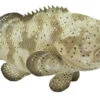 Goliath Grouper S265329