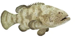 Goliath Grouper S265329